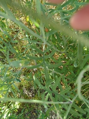 Brassicaceae