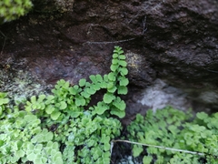 Adiantum excisum