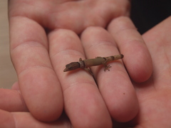 Sphaerodactylus homolepis