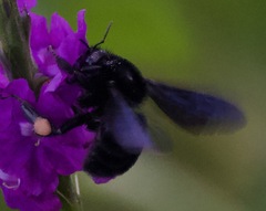 Bombus pullatus