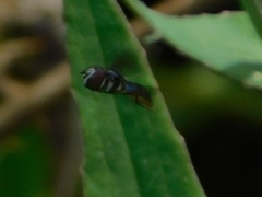 Ocyptamus dimidiatus