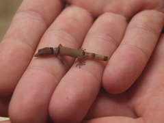 Sphaerodactylus homolepis