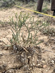 Eriogonum lonchophyllum