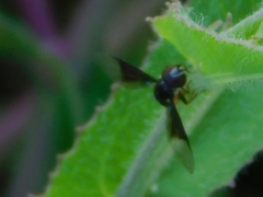 Ocyptamus dimidiatus