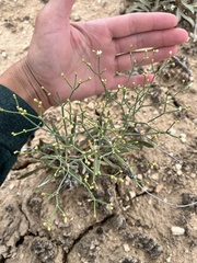 Eriogonum lonchophyllum
