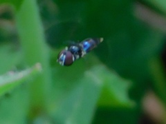 Ocyptamus dimidiatus