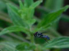 Ocyptamus dimidiatus