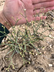 Eriogonum lonchophyllum