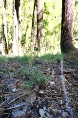 Eriogonum congdonii