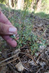 Eriogonum congdonii