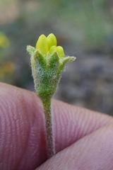 Eriogonum congdonii