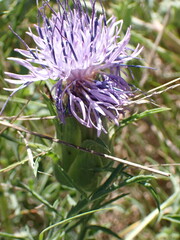 Carthamus mitissimus