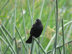 Agelaius phoeniceus caurinus