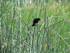 Agelaius phoeniceus caurinus