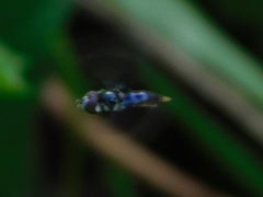 Ocyptamus dimidiatus