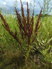 Rumex crispus