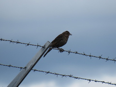 Agelaius phoeniceus caurinus