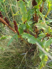 Rumex crispus