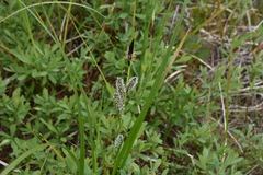 Carex exsiccata
