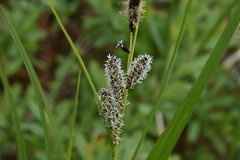 Carex exsiccata