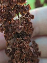 Rumex crispus