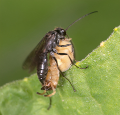 Auplopus carbonarius