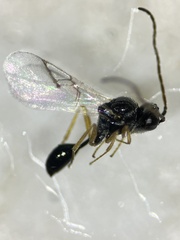 Anacharitinae