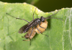 Auplopus carbonarius