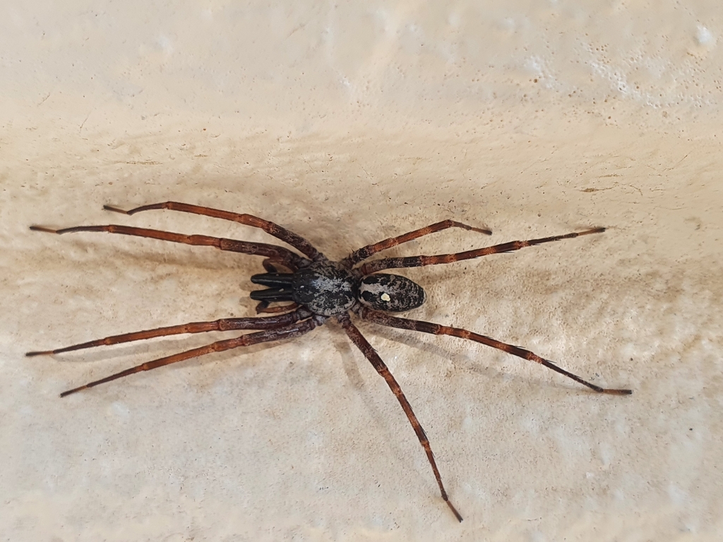 corinnid sac spiders
