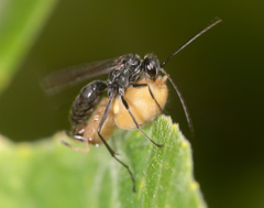 Auplopus carbonarius