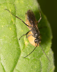 Auplopus carbonarius