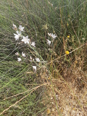 Asphodelus tenuifolius