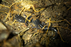 Plethodon teyahalee