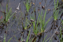 Juncus falcatus