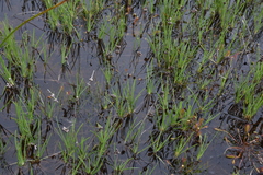 Juncus falcatus