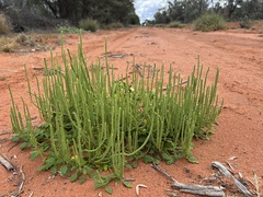 Dysphania rhadinostachya