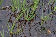Juncus falcatus