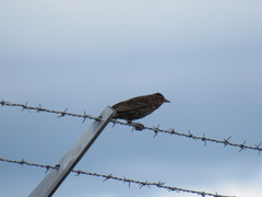 Agelaius phoeniceus caurinus