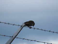 Agelaius phoeniceus caurinus