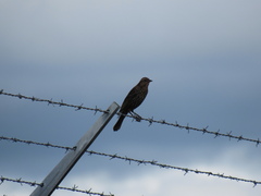 Agelaius phoeniceus caurinus