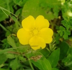 Angiospermae
