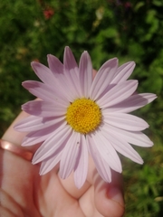 Asteroideae