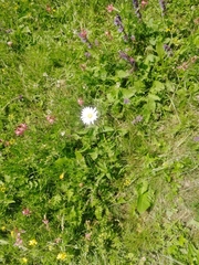 Asteroideae