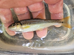 Nocomis leptocephalus