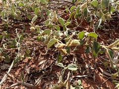 Melhania oblongifolia