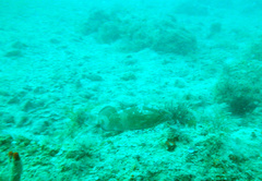 Epinephelus morio