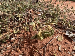 Melhania oblongifolia