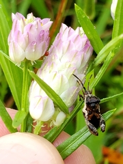 Merocoris distinctus