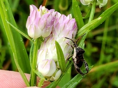 Merocoris distinctus