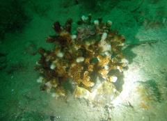 Monacanthus ciliatus